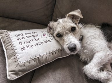 Read Canine Couch Pet Sofa Dog Animal Portrait